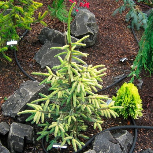 Picea mariana 'Argenteovariegata' - Must kuusk 'Argenteovariegata' C2/2L